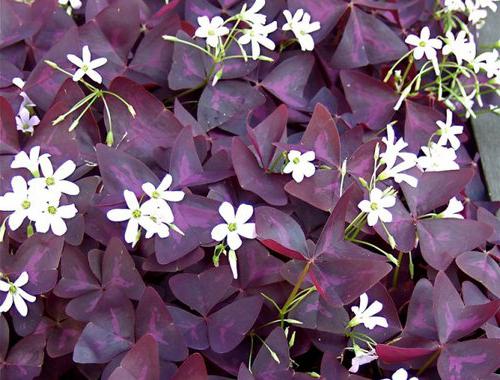 květina s fialovými listy
