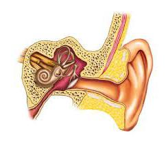 ropne objawy zapalenia ucha
