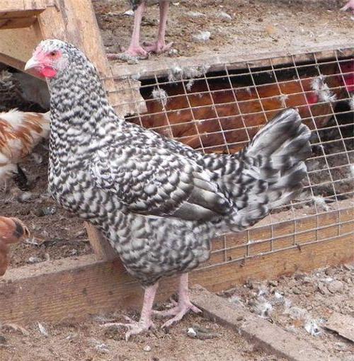 Pushkin порода пилета снимка