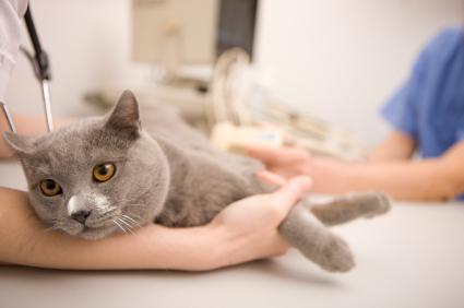 pyometra kočky příznaky a léčba