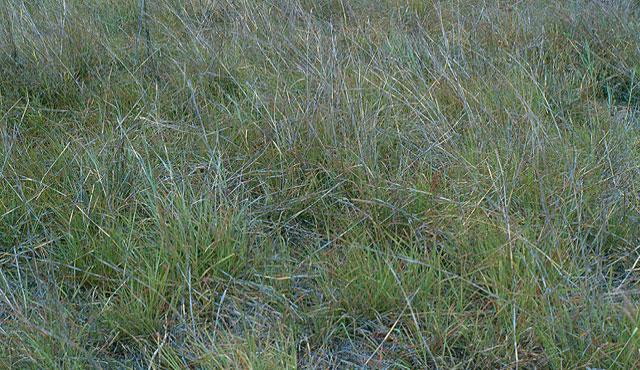 trawy pszeniczne