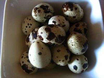 jaja przepiórcze przynoszą korzyści i szkody