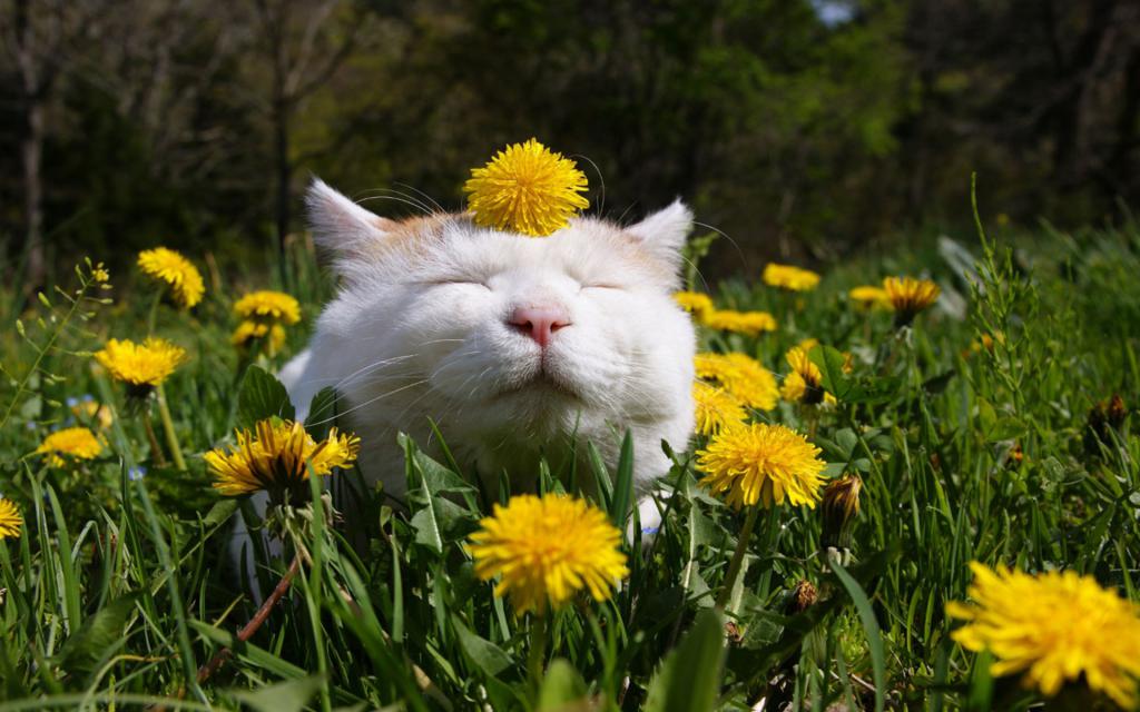 mačka v cvetju