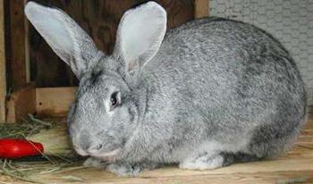 Coniglio gigante grigio
