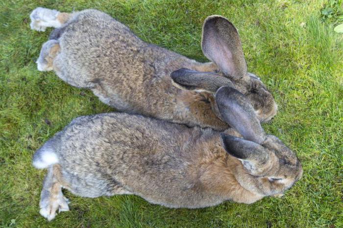 Conigli di razza caratteristiche giganti grigi