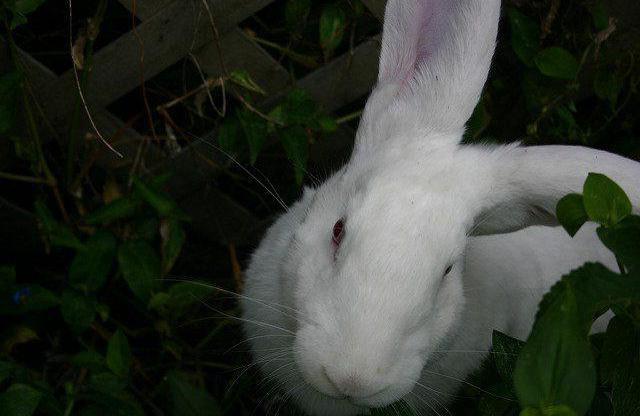 bílých obrů králíků