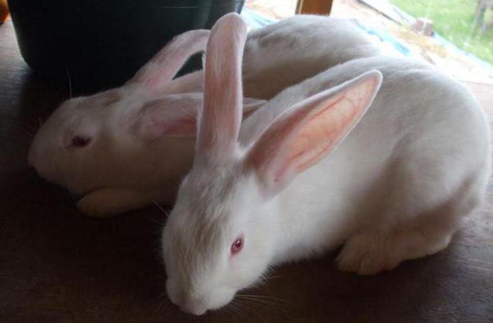 białe króliki gigantyczne recenzje