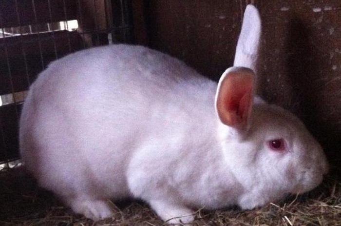 bílý obří chov králíků