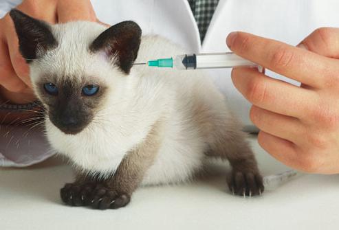 Cepivo proti steklini za mačke