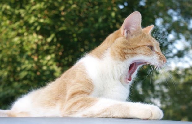 È possibile ottenere la rabbia da un gatto?