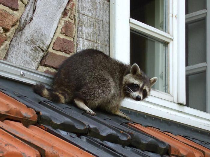 Raccoon rakun kod kuće recenzije vlasnika