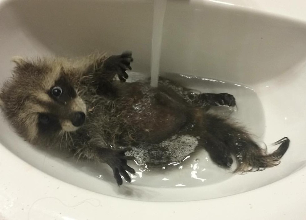 Raccoon-poloskun в мивката