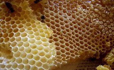 vlastnosti medových řepky