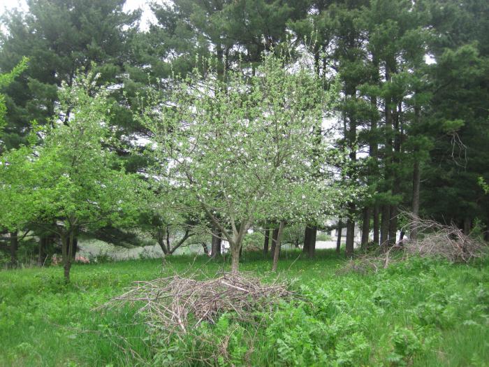 Sadzenie i pielęgnacja drzew malinowych