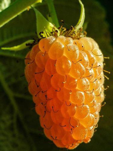 descrizione di varietà wonder lampone arancione