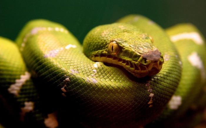 Kompatybilność z samicą węża