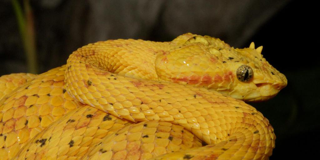 Rattlesnake giallo