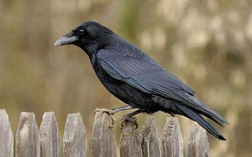 quanti anni ha il corvo