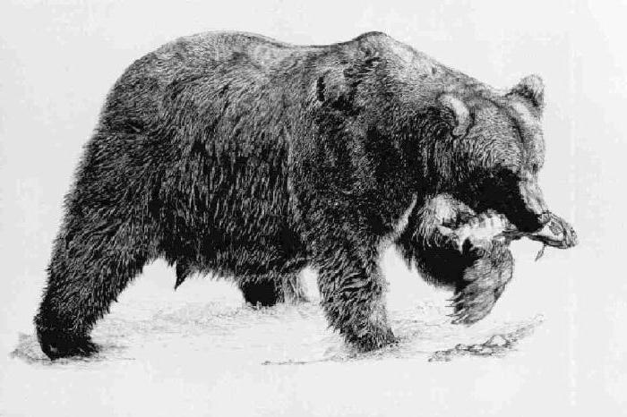 jak narysować niedźwiedzia krok po kroku