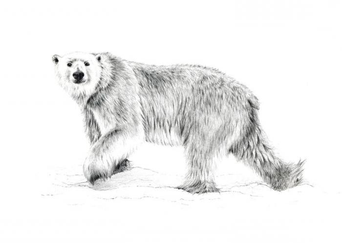 како нацртати медвједа оловком