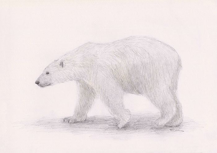 како нацртати поларног медведа