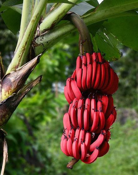 ci sono le banane rosse