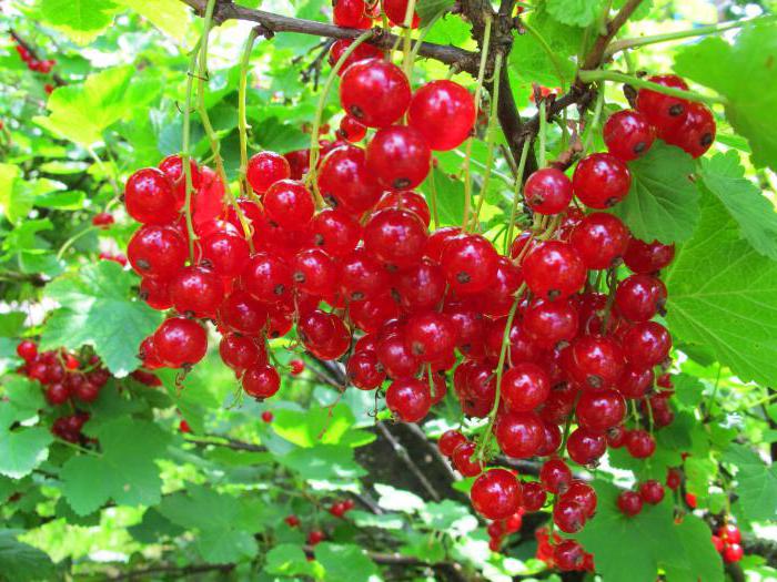 ribes rosso