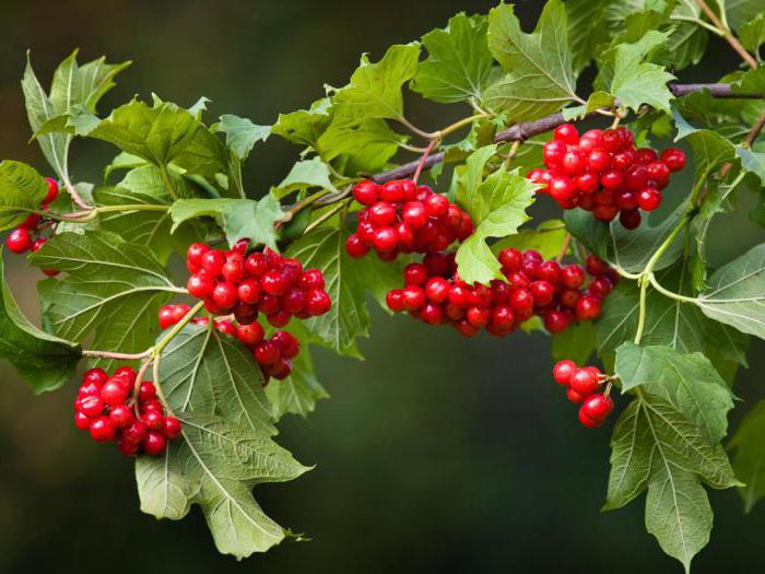 Viburnum rdeče jagode koristne lastnosti