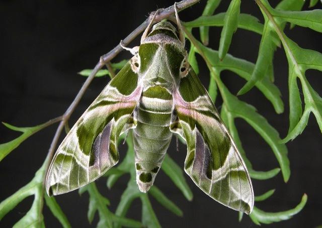 Oleander hawk moth kjer prebiva