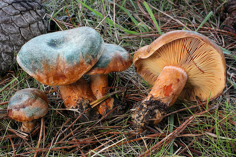 Печурке гљива за одрасле