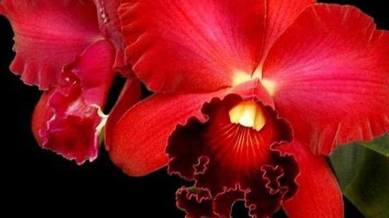 orchidea rossa
