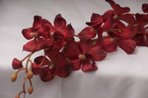 orchidee rosse