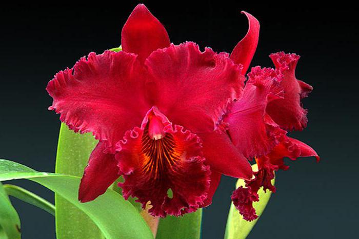 foto di orchidea rossa