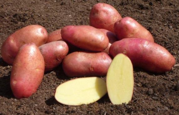 odmiana ziemniaka czerwona, charakterystyczna dla szkarłatu