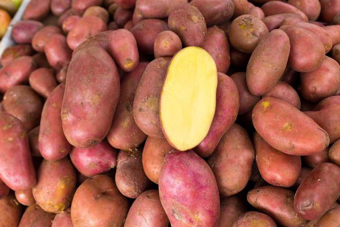 foto di varietà rosso scarlatto caratteristica di patate