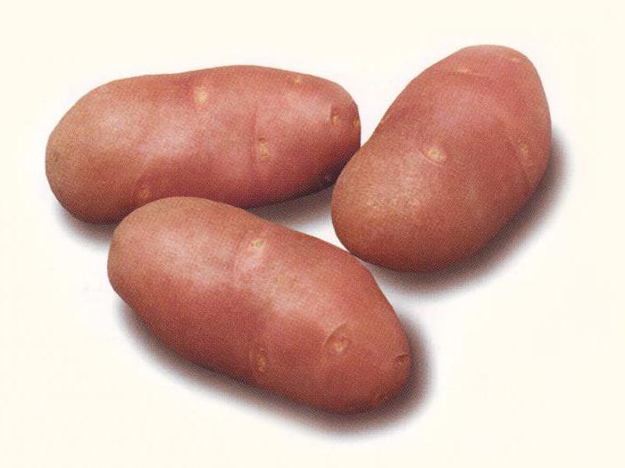 opis skladiščenja krompirjeve rdeče škrlatne sorte