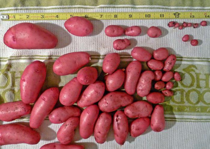 descrizione foto rosso scarlatto di patate