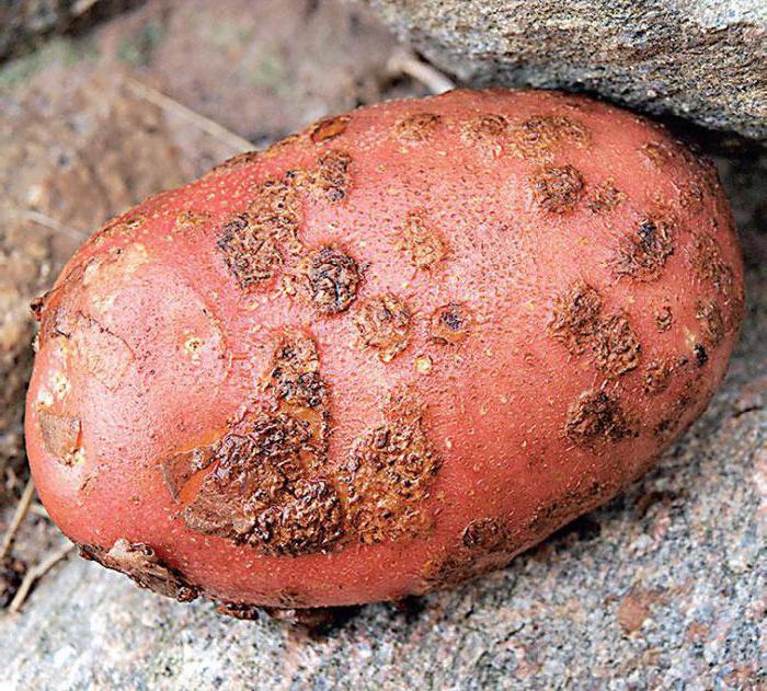 bramborová červená šarlátová odrůda popis skladování
