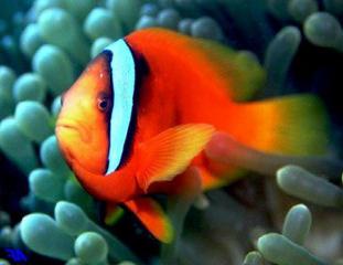 foto di pesci del Mar Rosso