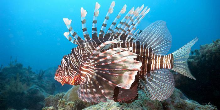 nebezpečné ryby červeného moře