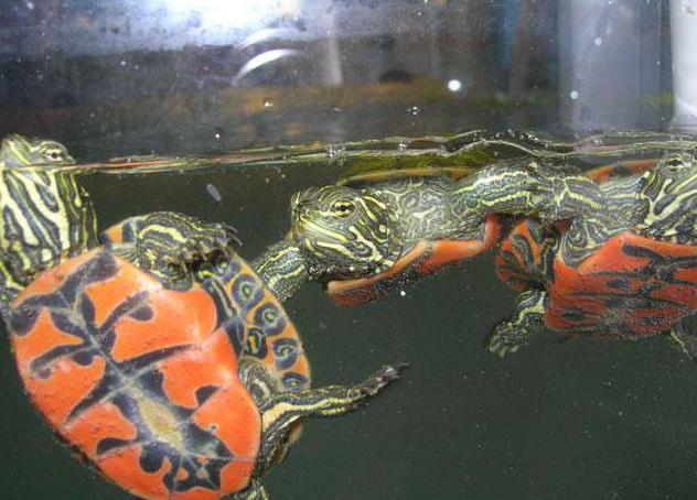 грижа и поддръжка на червеногухи костенурки