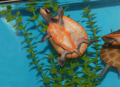 jak wyposażyć terrarium w żółwia czerwonolicy