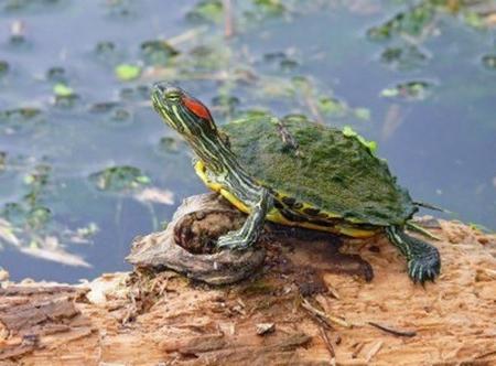 червеногухи костенурки, отколкото да се хранят
