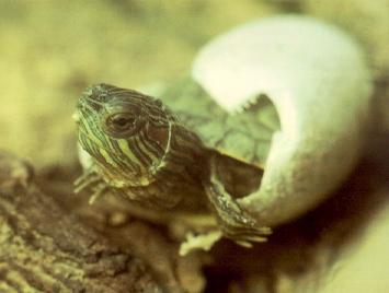 как да пазят червеногухи костенурки