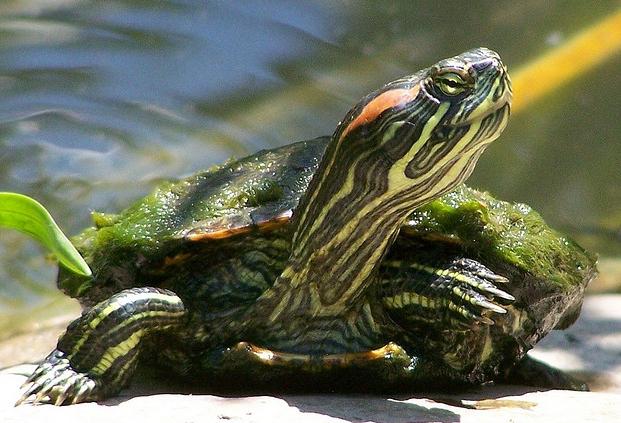как да хранят червеногушата костенурка