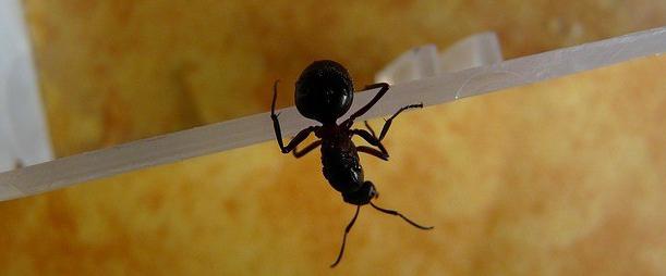 червени домашни мравки как да се отърват