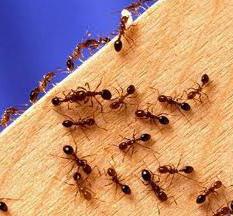 rimedio per le formiche rosse domestiche