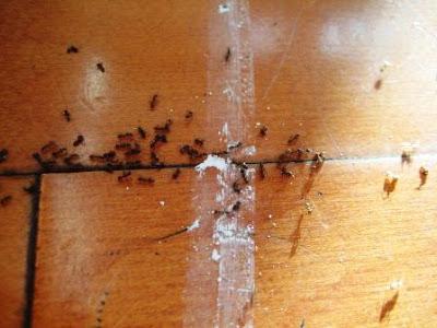 efektivní nápravu pro domácí mravence