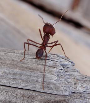 walczące mrówki