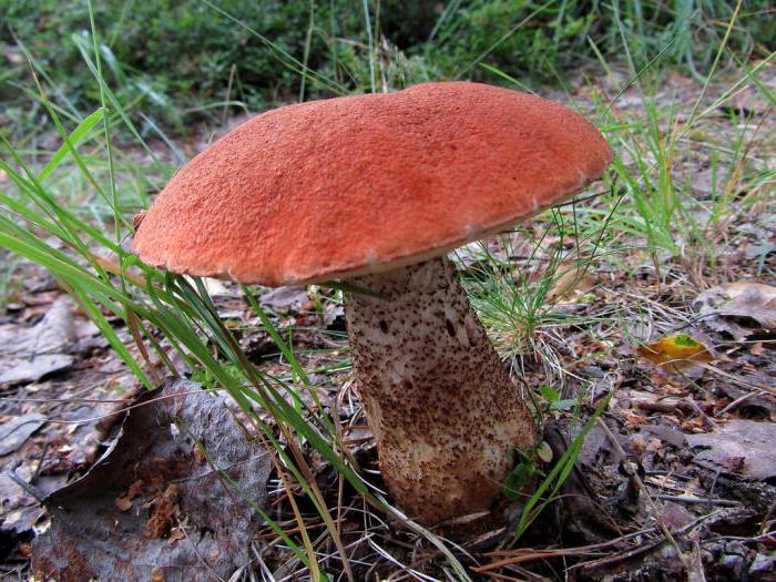 foto di funghi rossi